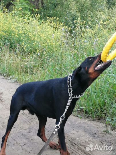 Доберман вязка