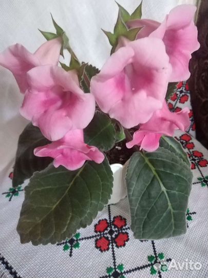 Глоксиния тидея