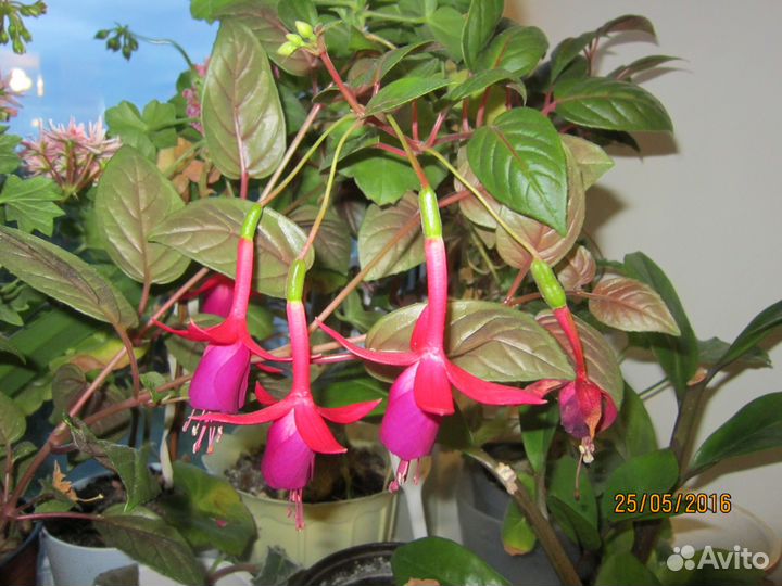 Фуксия сорт loco silk и Dollar Princess