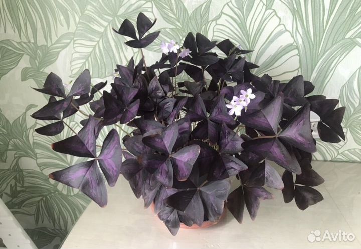 Кислица оксалис