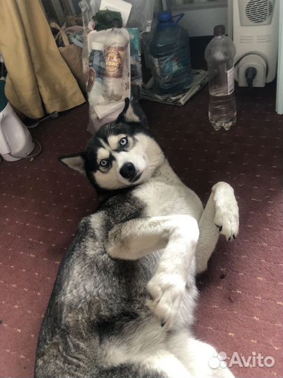 Собаки хаски