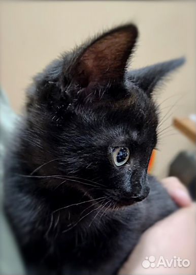 Котенок в добрые руки