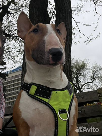 Бультерьер