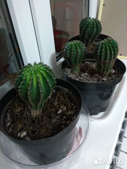 Кактус размер до 30 см