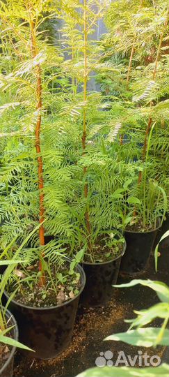 Метасеквойя