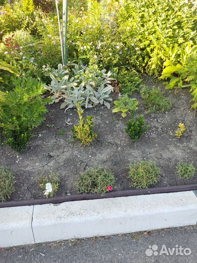 Многолетние цветы