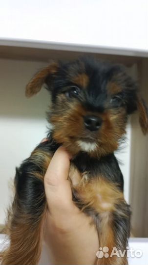 Йоркширский терьер