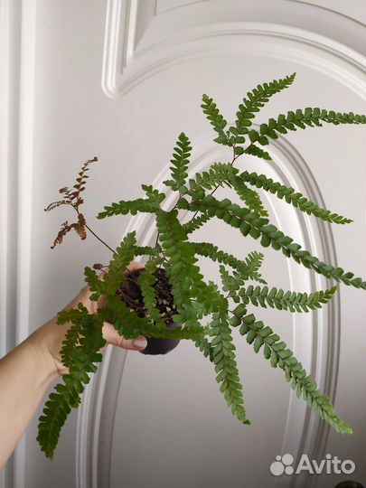 Адиантум Венус