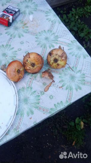 Лук и картофель