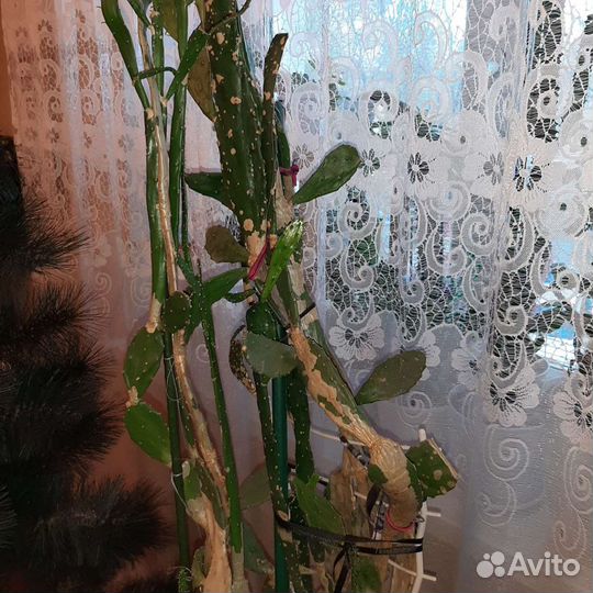Кактус опунция