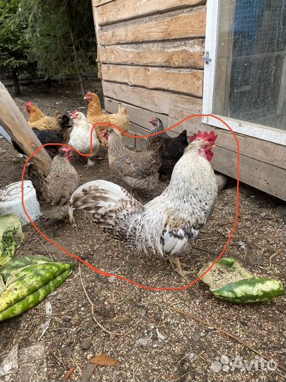 Легбар кремовый две курицы и петух