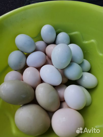 Инкубационное яйцо кур