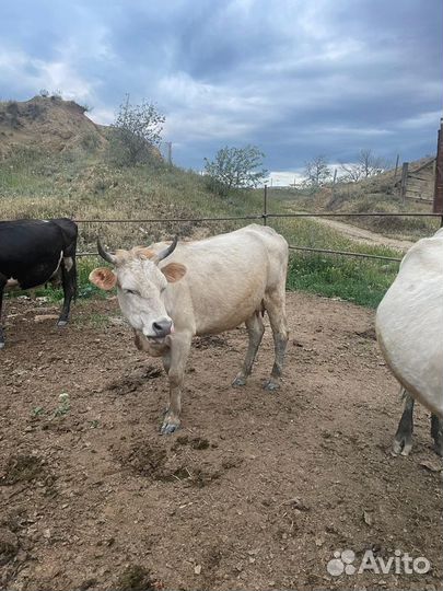 Корова дойная с теленком