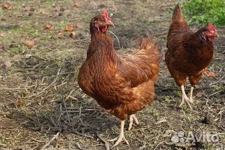 Цыплята несушки подрощенные