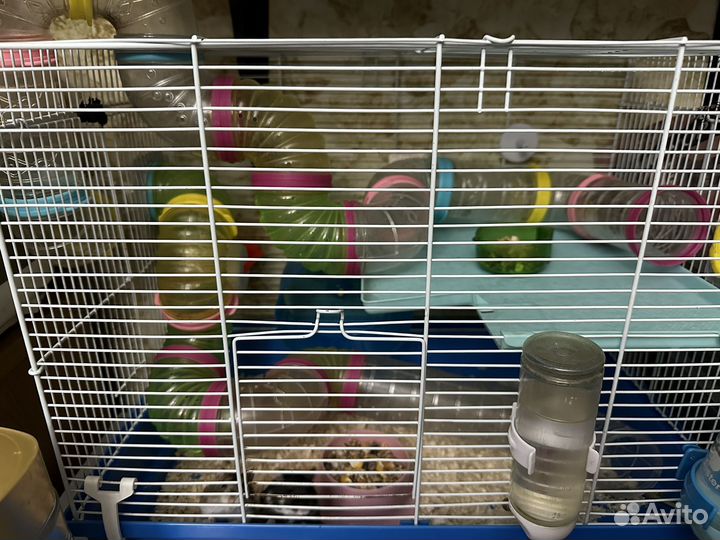 Джунгарский хомяк