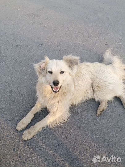 Собака Дэнни