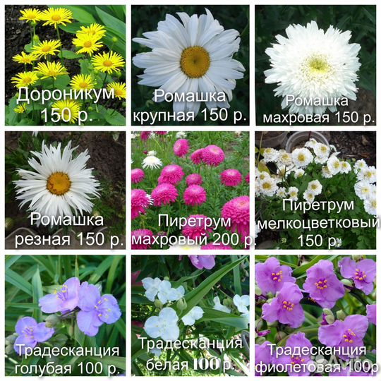 1 многолетние цветы