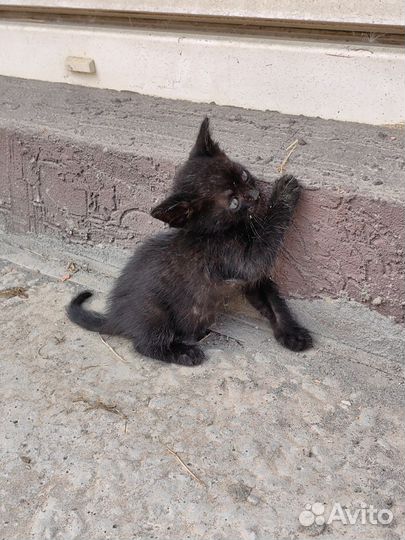 Котята ищут дом