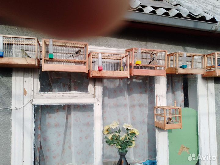 Певчие птицы