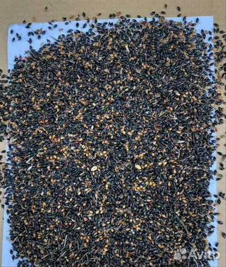 Семена суданки