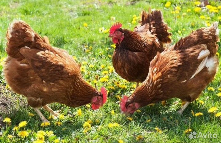 Цыплята суточные, несушки