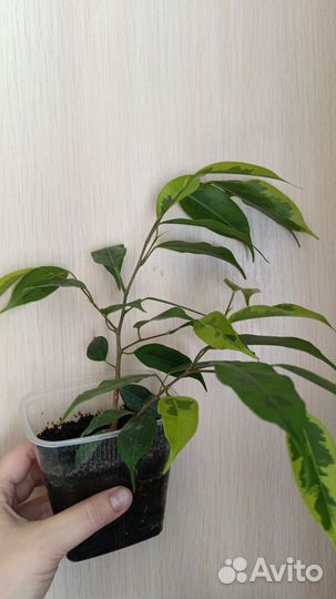 Алоэ, филодендрон, мандарин, фикус