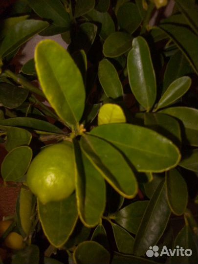 Лимонное дерево