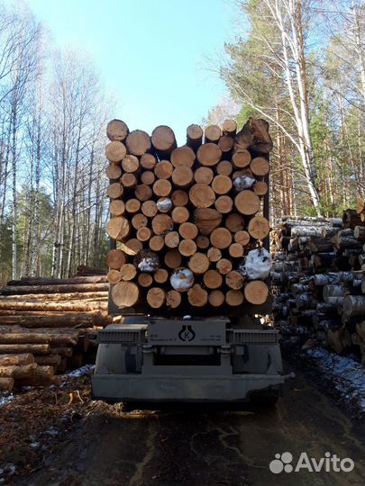 Лес кругляк сосна