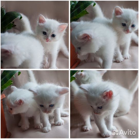 Котята