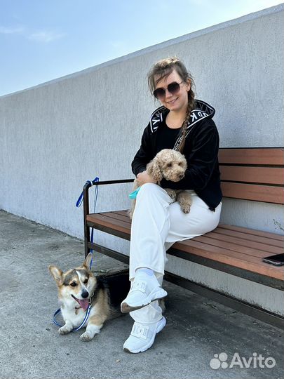 Передержка собак мелких пород