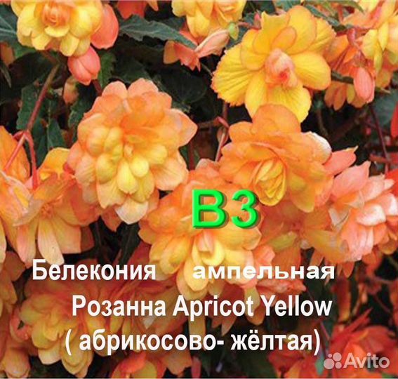 Растение бегония