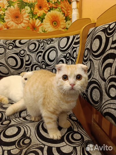 Шотландские вислоухие котики