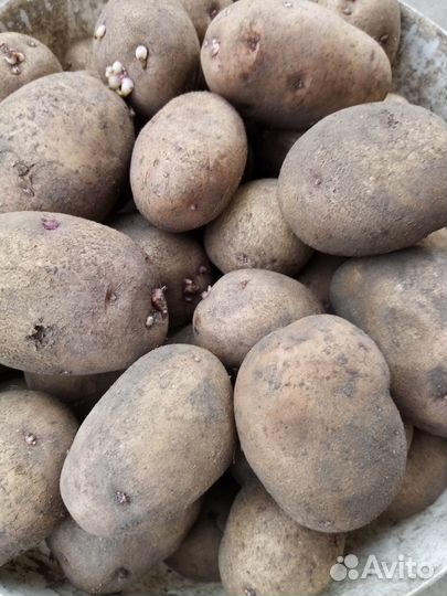 Семенной картофель