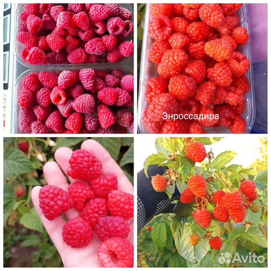 Рассада малины