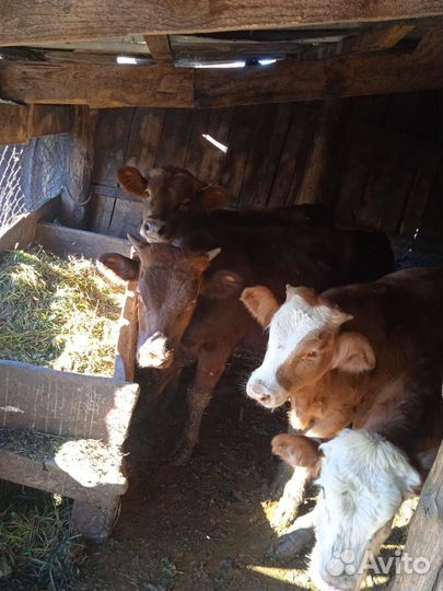 Бычки и быки