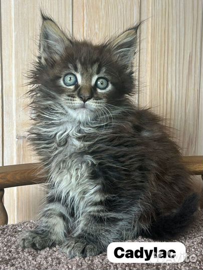 Котята Мейн Кун