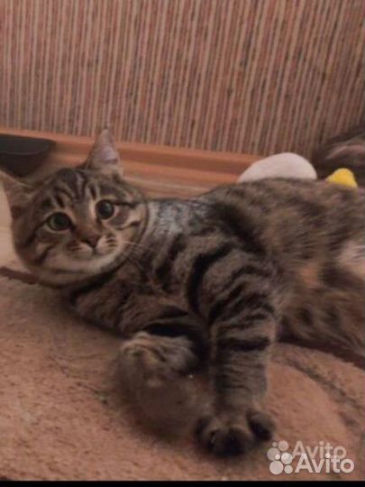 Котенок