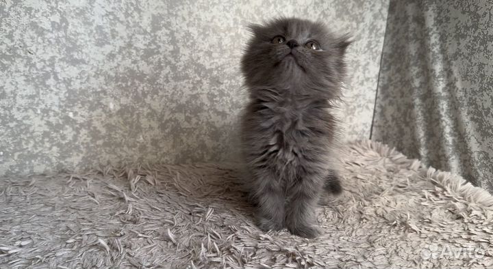 Шотландские котятки