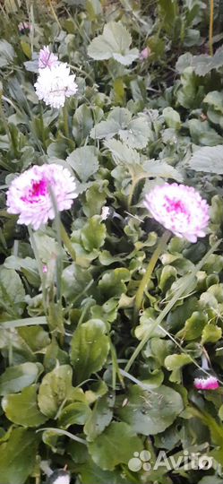 Маргаритки цветы