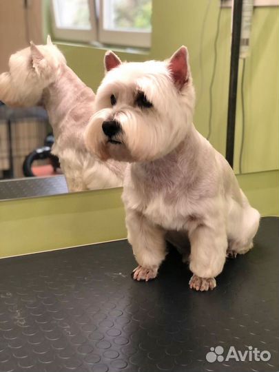 Стрижка собак и кошек (груминг)