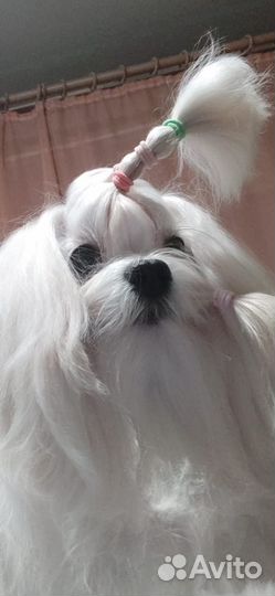 Щенки Мальтезе