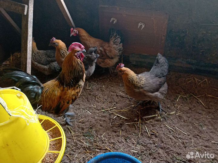 Куры несушки