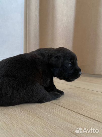 Щенки лабрадора черные