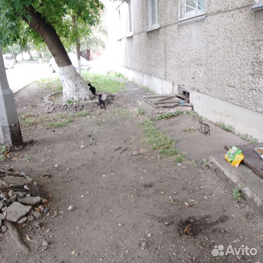 Кошечки бесплатно