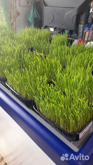 Травка пророщенная для питомца