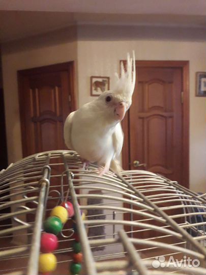 Попугай карелла