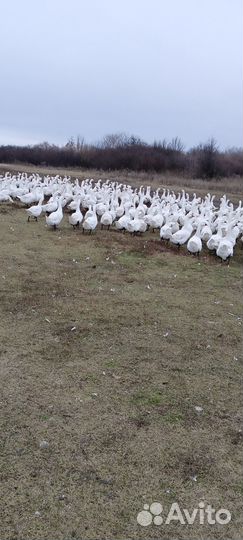 Продаются гуси
