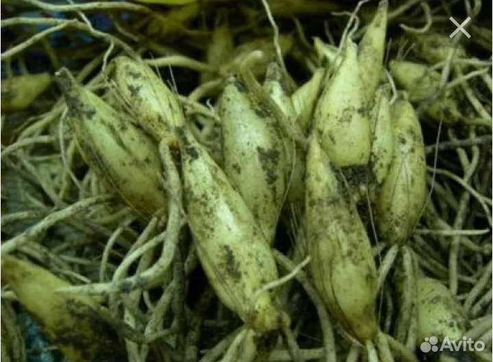 Черемша (луковицы)