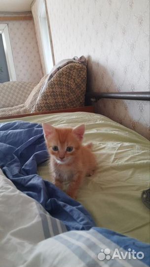 Красивый котёнок