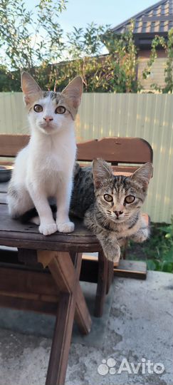 Котята в добрые руки